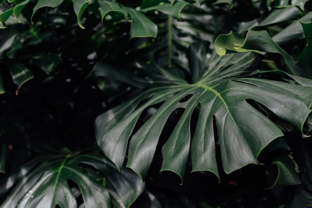 Photo Neutral tones
